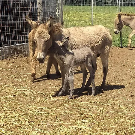 Bauernhof Rioxoris San Nicolo d'Arcidano